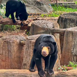 Mother and baby sun bears