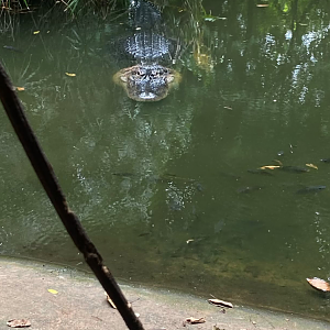 The only American alligator in a Thai zoo