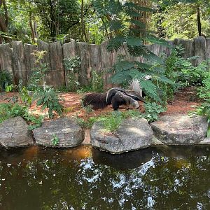 Giant anteaters, mother and baby lisa and Leona