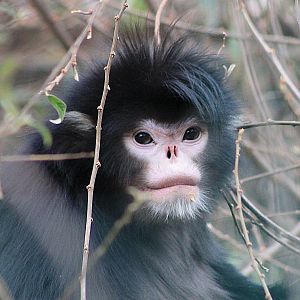 Nujiang or Mynamar Snub-nosed Monkey (Rhinopithecus strykeri)