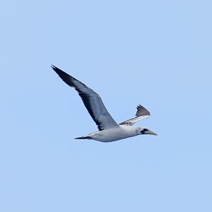 Masked Booby