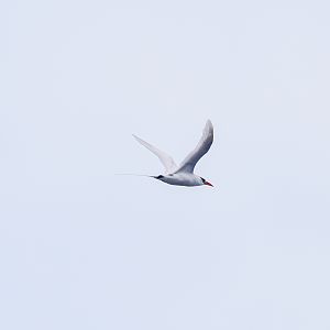 Red-tailed Tropicbird