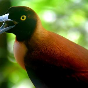 Lesser Bird-of-Paradise (Paradisaea minor)