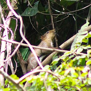 Anderson's Squirrel (Callosciurus quinquestriatus)