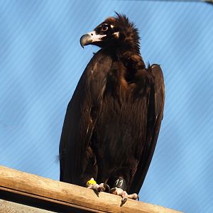 CInereous vulture (Aegypius monachus), 2023-04-18