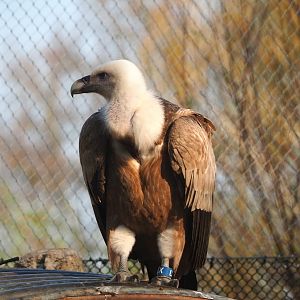 Western Eurasian griffon vulture (Gyps fulvus fulvus), 2023-04-18