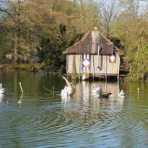 Dalmatian pelican house, 2023-04-18