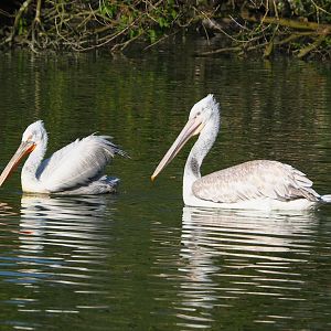 Dalmatian pelicans (Pelecanus crispus), 2023-04-18