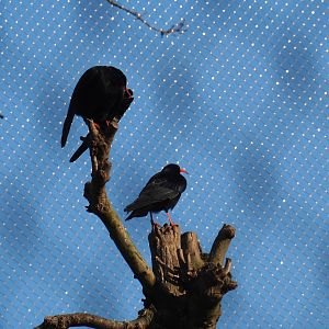 Red-billed chough (Pyrrhocorax pyrrhocorax), 2023-04-18