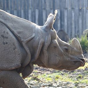 Indian rhinoceros (Rhinoceros unicornis), 2023-04-18