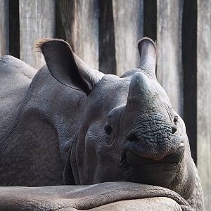 Indian rhinoceros (Rhinoceros unicornis), 2023-04-18