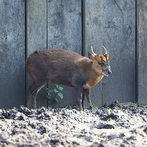 Reeves's muntjac (Muntiacus reevesi), 2023-04-18