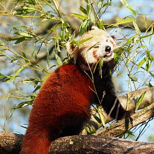 Nepalese red panda (Ailurus fulgens), 2023-04-18