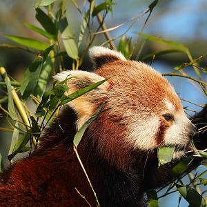 Nepalese red panda (Ailurus fulgens), 2023-04-18