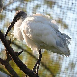 Oriental white ibis (Threskiornis melanocephalus), 2023-04-18