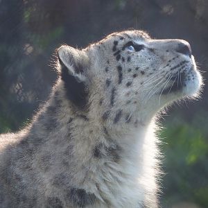 Snow leopard (Panthera uncia), 2023-04-18