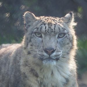 Snow leopard (Panthera uncia), 2023-04-18