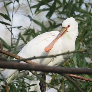 Juvenile Eurasian spoonbill (Platalea leucorodia), 2023-04-18