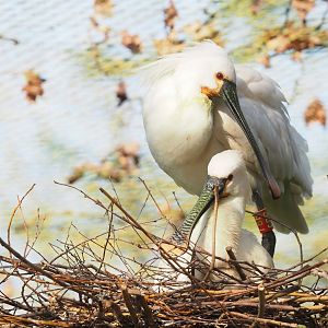 Eurasian spoonbill (Platalea leucorodia) pair on nest, 2023-04-18