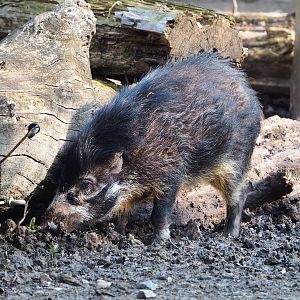 Negros Visayan warty pig (Sus cebifrons negrinus), 2023-04-18