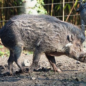 Negros Visayan warty pig (Sus cebifrons negrinus), 2023-04-18