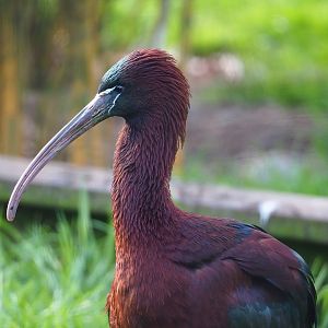 Glossy ibis (Plegadis falcinellus), 2023-04-18
