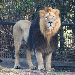 Asiatic lion (Panthera leo persica), 2023-04-18