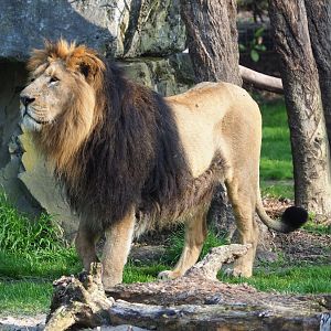 Asiatic lion (Panthera leo persica), 2023-04-18