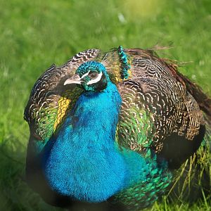 Blue peafowl (Pavo cristatus), 2023-04-18