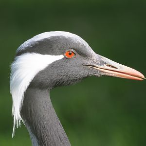 Demoiselle crane (Anthropoides virgo), 2023-04-18