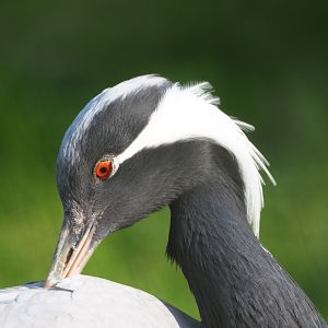 Demoiselle crane (Anthropoides virgo), 2023-04-18