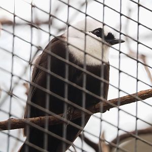 Sumatran black-and-white laughingthrush (Garrulax bicolor), 2023-04-18