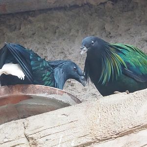 Nicobar pigeons (Caloenas nicobarica), 2023-04-18