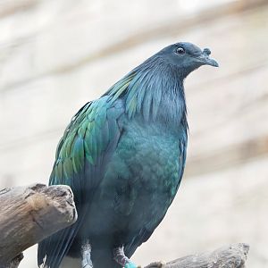 Nicobar pigeon (Caloenas nicobarica), 2023-04-18
