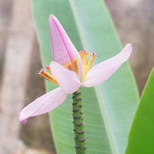 Flowering banana (Musa ornata) inflorescence, 2023-04-18