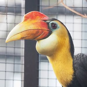 Wrinkled hornbill (Rhabdotorrhinus corrugatus), 2023-04-18