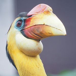 Wrinkled hornbill (Rhabdotorrhinus corrugatus), 2023-04-18