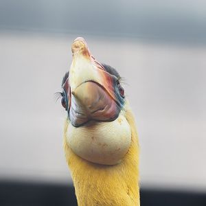 Wrinkled hornbill (Rhabdotorrhinus corrugatus), 2023-04-18