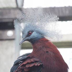Sclater`s crowned-pigeon (Goura sclaterii), 2023-04-18