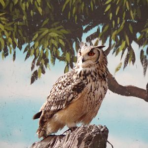 Rock Eagle owl in bird display 14.10.23