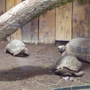 Tortoises (ID please) 14.10.23