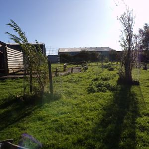 Bennett’s and parma wallaby walkthrough enclosure 14.10.23