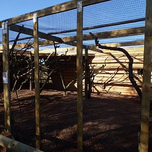 African grey aviary 14.10.23