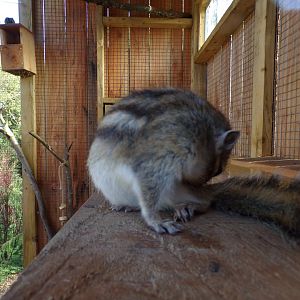 Siberian chipmunk 14.10.23