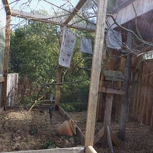 Siberian chipmunk enclosure 14.10.23