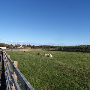 Sheep paddock in farm area 14.10.23