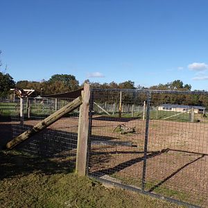 Brazillian tapir and capybara hardstanding area of enclosure 14.10.23