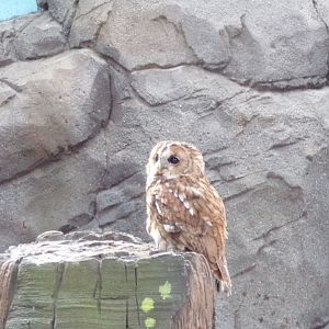 Tawny Owl in bird display 14.10.23