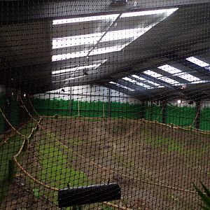 Livingstone’s fruit bat enclosure 14.10.23
