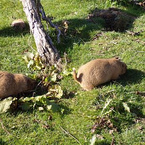 Prairie dogs 14.10.23